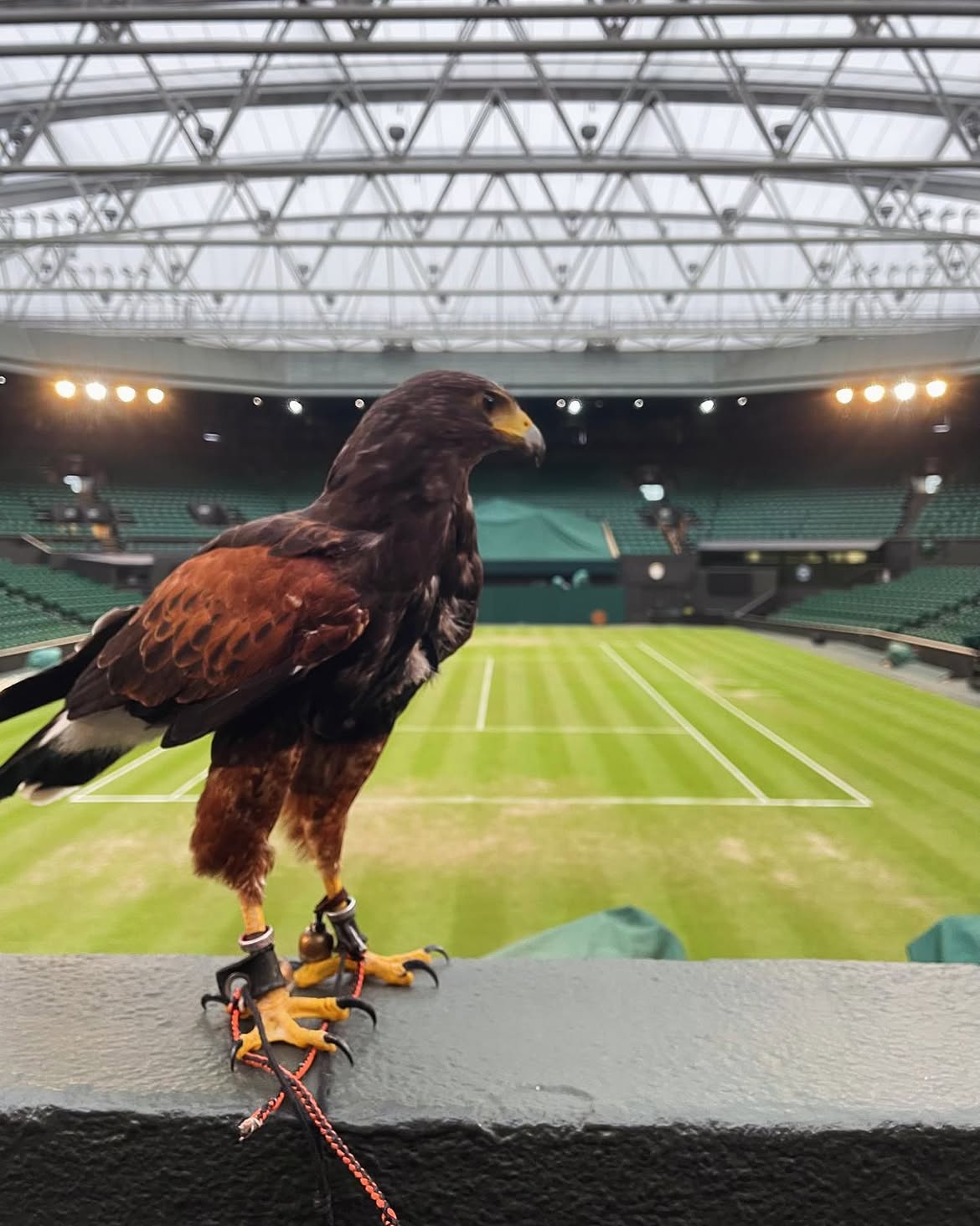 Ο αθόρυβος φύλακας του Wimbledon: Το γεράκι που η τεχνολογία δεν μπόρεσε να αντικαταστήσει