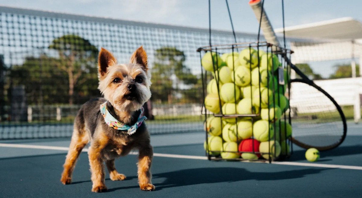 Ο πιο πιστός φίλος της Σερένα λέγεται… Ναδάλ (pic)